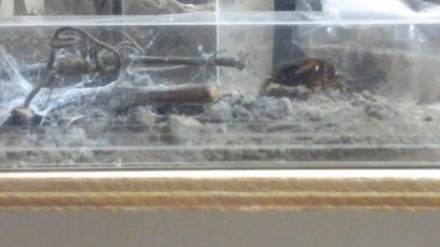 CUCARACHA VS LOXOSCELES LAETA смотреть онлайн
