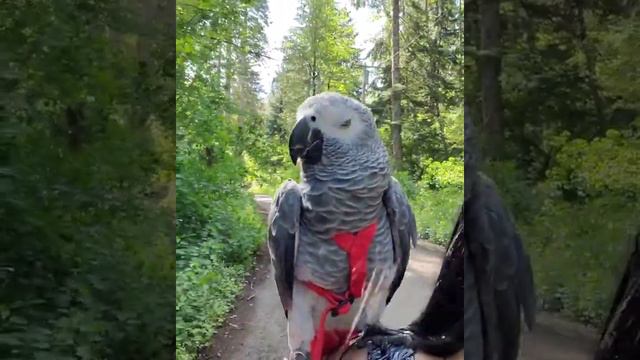 Яркий и красивый поводок для выгула Жако смотреть онлайн
