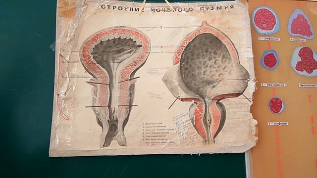 Строение мочевого пузыря (ЗБМК) смотреть онлайн