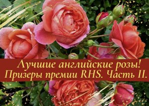Лучшие английские розы. Призеры премии RHS Award of Garden Merit. Часть II.