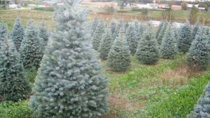 Как вырастить ель из семян в домашних условиях