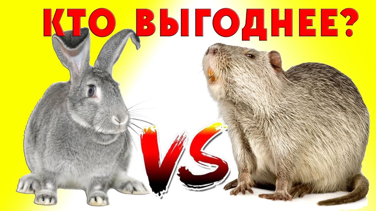 Кролики или нутрии / Кто круче? смотреть онлайн