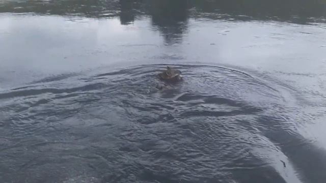 Каюр Апорт/На речке смотреть онлайн