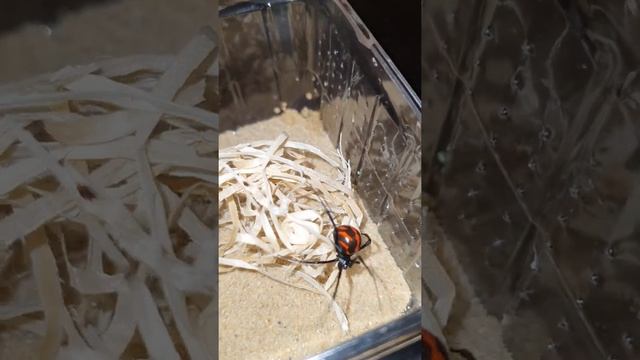 Black Widow spiders (Latrodectus mactans mexicanus) смотреть онлайн
