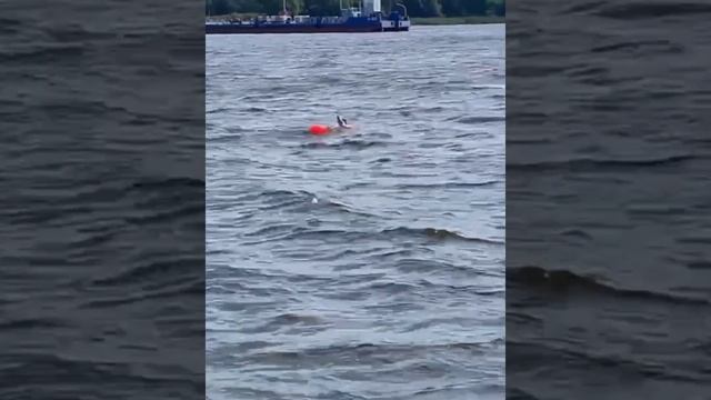 Марафон Золотое кольцо 140 км смотреть онлайн