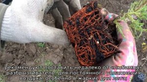 Можжевельник Блю Эрроу: описание, посадка и уход