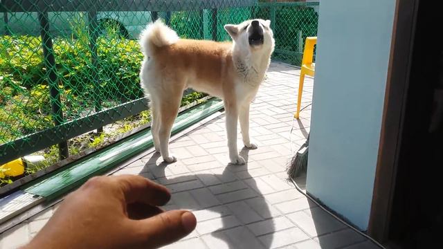 Акито. смотреть онлайн