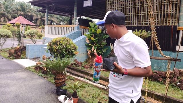 Penjagaan Asas Pokok Cycas Revoluta / Palma / Paku Aji смотреть онлайн