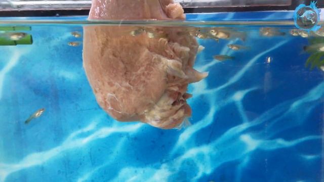 Новый вид хищных гуппи. Маленькие хищные рыбки в аквариуме РАЗОРВАЛИ окорочок! смотреть онлайн