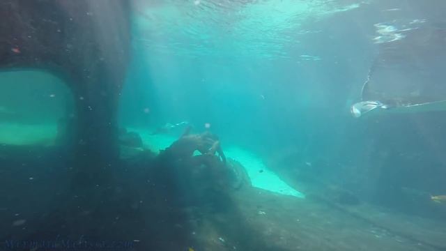 Mermaid Of Atlantis: Mermaid Melissa The Real Life Mermaid смотреть онлайн