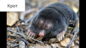 Окружающий мир 1 класс ч.1, тема урока "Кто такие звери", с.38-39, Школа России