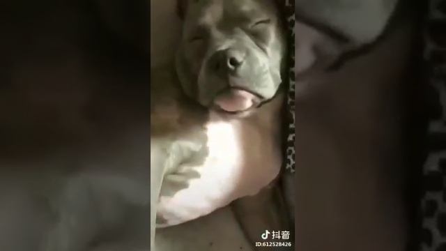 Классно хрипит собака смотреть онлайн