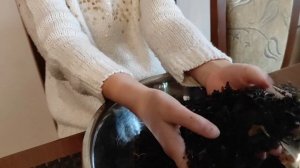 ПЛЕКТРАНТУС это экзотическое, лечебное и эффектное РАСТЕНИЕ. ПОСАДКА. ГРУНТ.