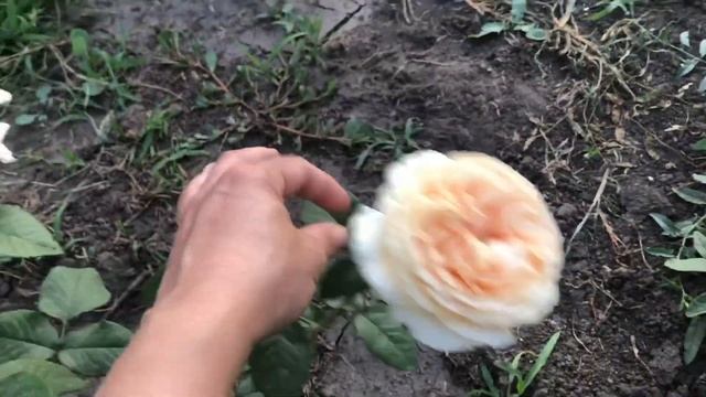 Роза "Корона Принцессы Маргариты" (Обзор на примере двухлетнего куста). Crown Princess Margareta. смотреть онлайн