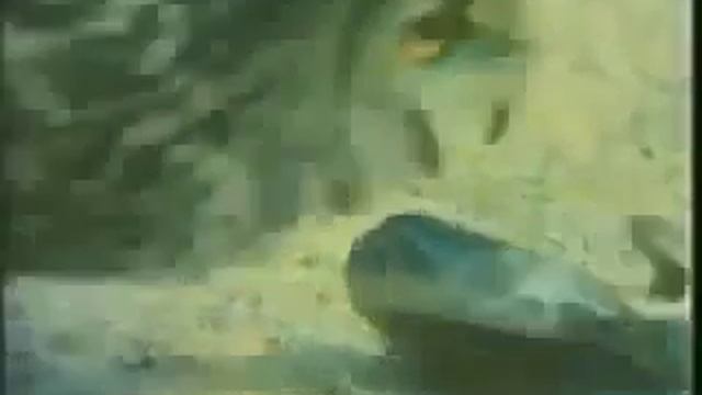 Бои животных Сова против змеи смотреть онлайн