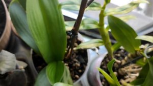 Орхидея Фаленопсис выпустила цветонос. Что делать дальше ?