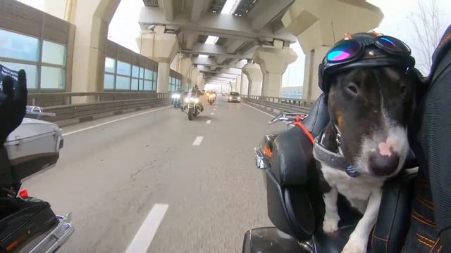 Открытие проката мотоциклов Harley Davidson в Сочи! смотреть онлайн