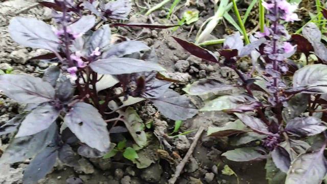 Вечеря Ужин смотреть онлайн