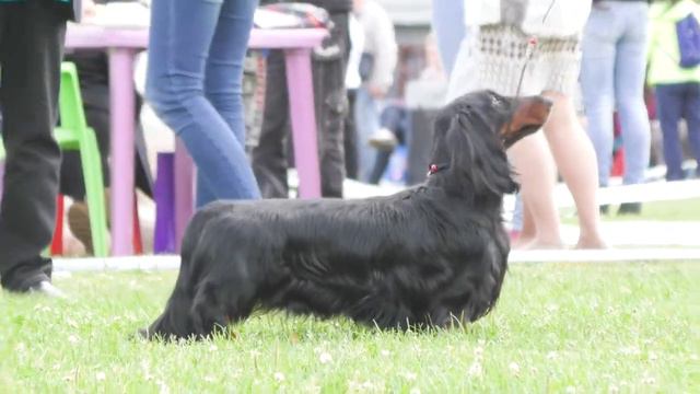 Монопородная выставка 