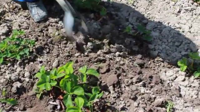 Плоскорез "Стриж". Обработка почвы смотреть онлайн