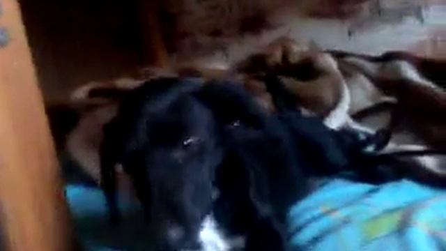 Помогите определить породу собаки смотреть онлайн