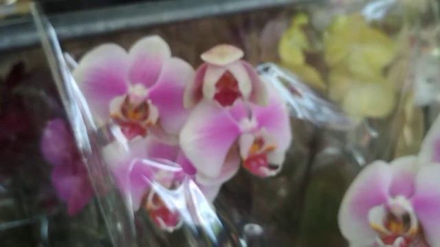 ОРХИДЕИ 🌻 в ОБИ тц Фантастика (21.05.2021) смотреть онлайн