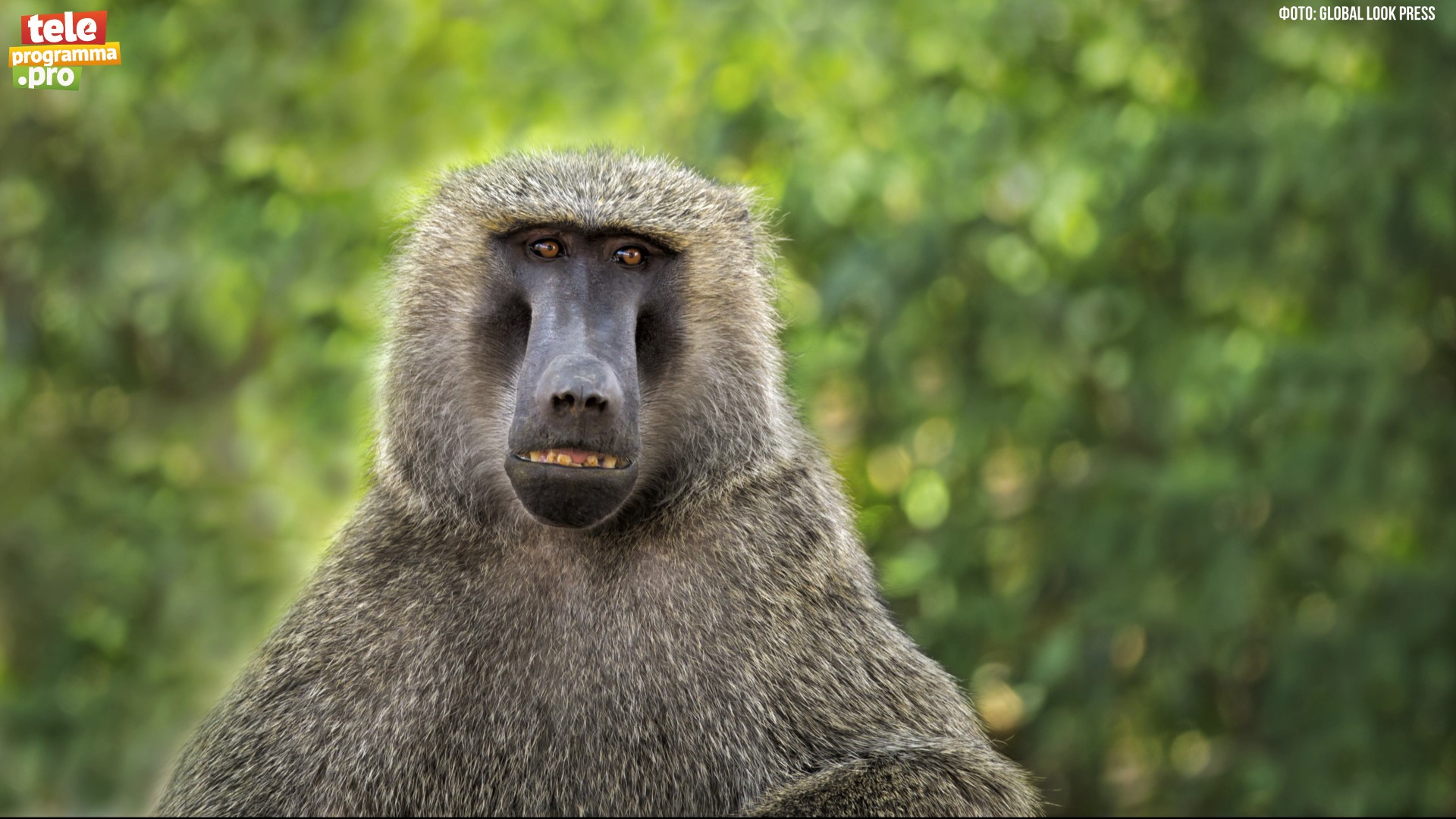Креативные павианы анубиса смотреть онлайн