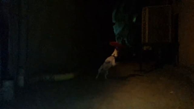 Jack Russell Terrier Frisbee S5 Slow Motion