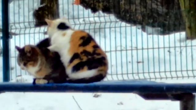 "ШАШЕЧКИ" (смотреть со звуком!!!) смотреть онлайн