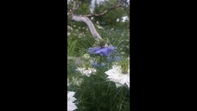 Нигелла #Shorts смотреть онлайн