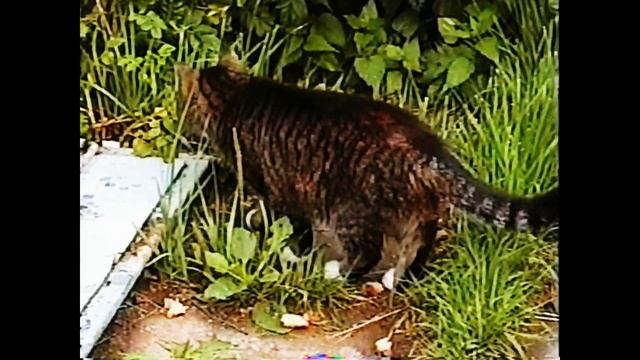 VHS запись №13. "Англия - Место наших встреч". Панельки, люди, парки, аттракционы, Питер и арбузы смотреть онлайн