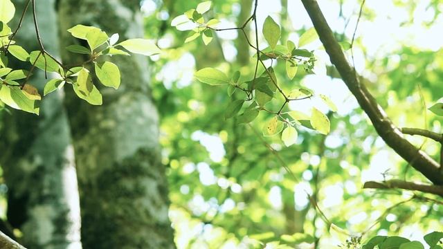 МАНТРА ГАРМОНИЗАЦИИ МАНУНАНУМАНУ смотреть онлайн