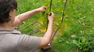 КАК ВЫРАСТИТЬ ГОРТЕНЗИЮ НА ШТАМБЕ. САМЫЙ БЫСТРЫЙ И ПРОСТОЙ СПОСОБ.