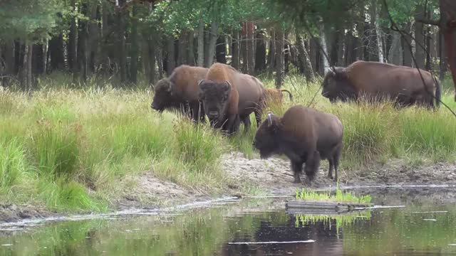 БИЗОНЫ смотреть онлайн