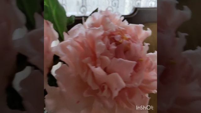 Пионы.. Холодный фарфор. 🌺Şakayık. Soğuk porselen. Peony colg porcelain смотреть онлайн