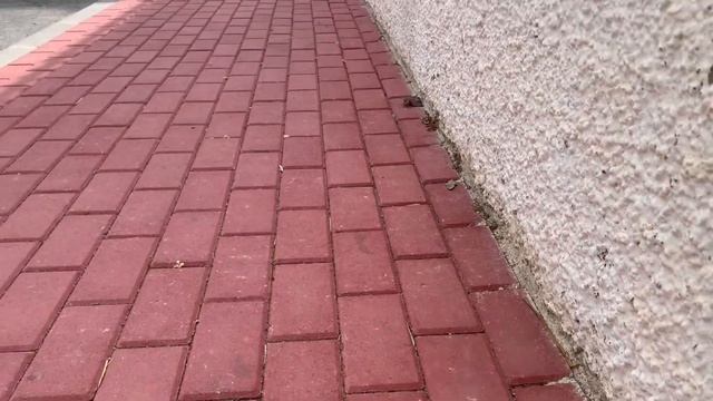 Смотри под ноги|аккуратно «мины»?|что делать если у дома гадят собаки|как бороться с ? собак| смотреть онлайн