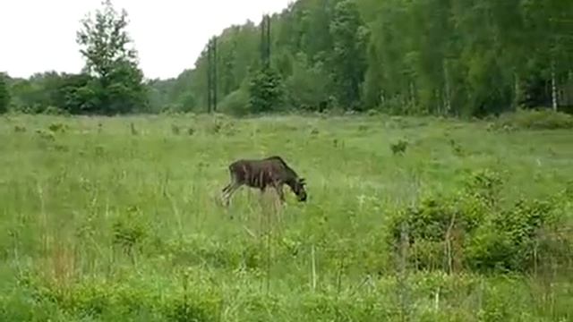 Тестирование Следопыта смотреть онлайн