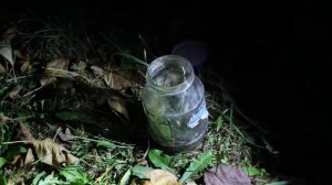 Как поймать ДОЖДЕВОГО ЧЕРВЯ - ВЫПОЛЗКА. ЧЕРВЬ ВЫПОЛЗОК для рыбалки