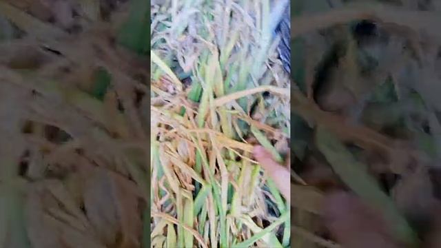 Урожай лука Штутгартер Ризен смотреть онлайн