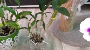 Дендрофаленопсисы когда и как делю ,цветущий дендрофаленопсис выращенный  из микро туберочка.