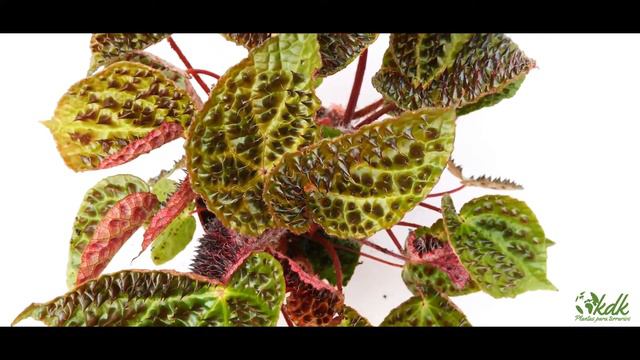 🍀 BEGONIA FEROX 🦖🔥 Cuidados, Información, Propagación...