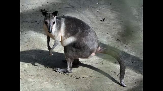 кенгуру Хагена смотреть онлайн