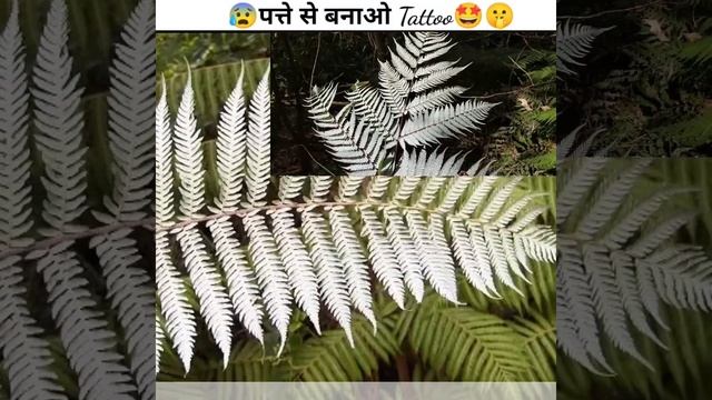??सिल्वर फर्न नाम के पत्ते से अब बना सकते हैं⁉️(Tattoo)? #viral #shorts смотреть онлайн