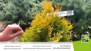 Туя западная Голден Смарагд: описание сорта