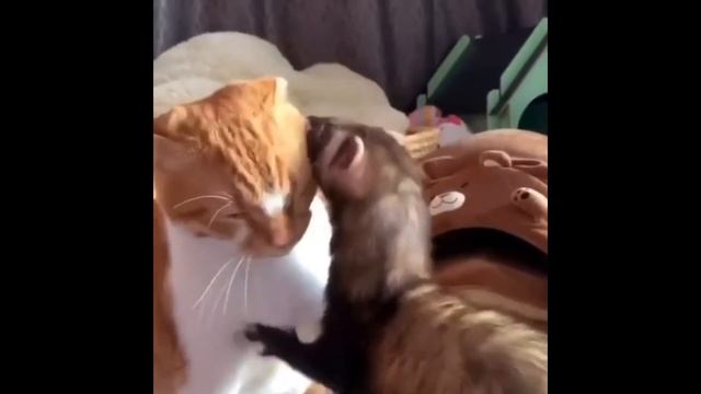 Милые котики смотреть онлайн