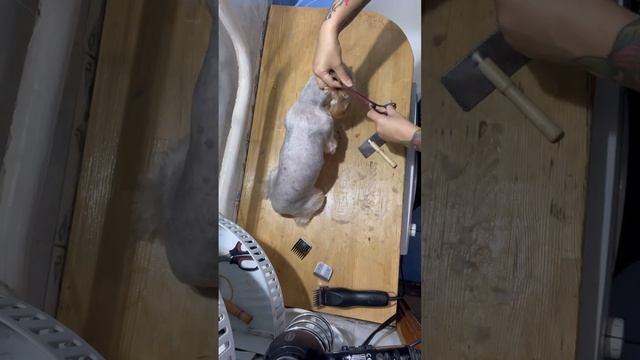 Grooming Yorkie Jack