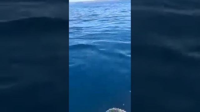 Акула во Владивостоке, Русский остров. смотреть онлайн