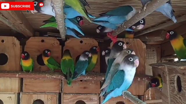 lovebirds breeding tips | how to breed lovebirds | Lovebirds ko jaldi ando par Kasey laen смотреть онлайн