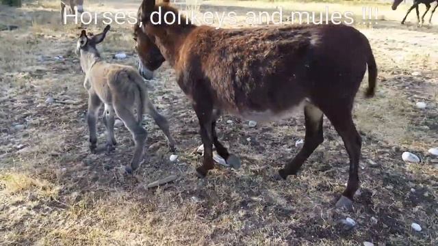 DONkey FROM Donkey  ||  Horses, Donkeys And Katrin Super Life
