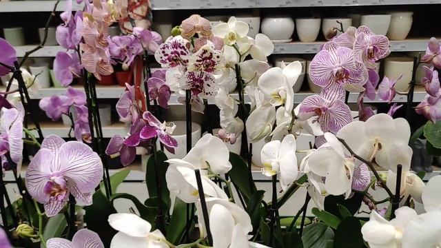 №212/ Обзор орхидей и других растений в Бауцентре на Селезнёва смотреть онлайн